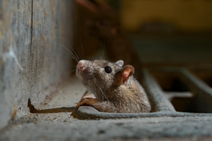Anticimex Rattenbekämpfung
