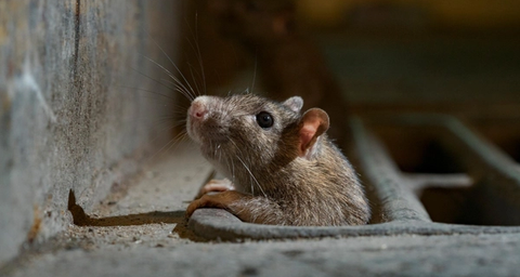 Ratte oder Maus