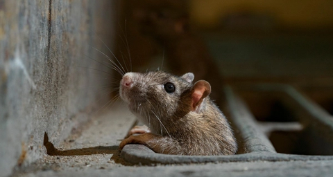 Anticimex Rattenbekämpfung