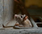 anticimex hilft mäuse und ratten bekämpfen