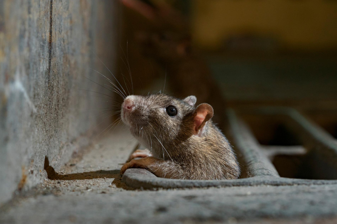 Woran erkennt man den Unterschied zwischen Ratten und Mäusen? - Anticimex