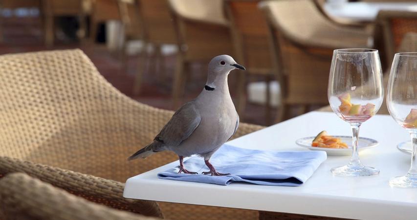 Taube im Restaurant