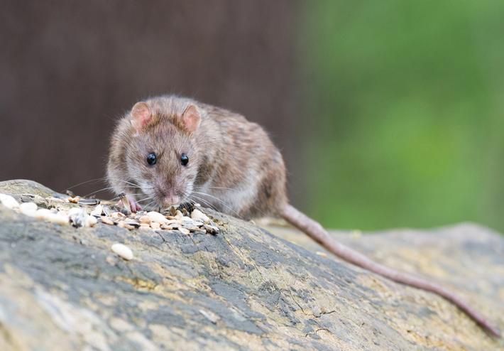 Wissenswertes über Ratten - Anticimex