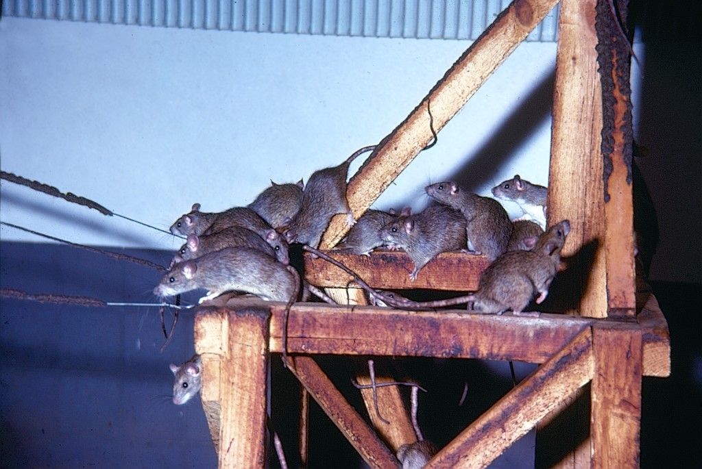 Rattenarten in Deutschland Anticimex