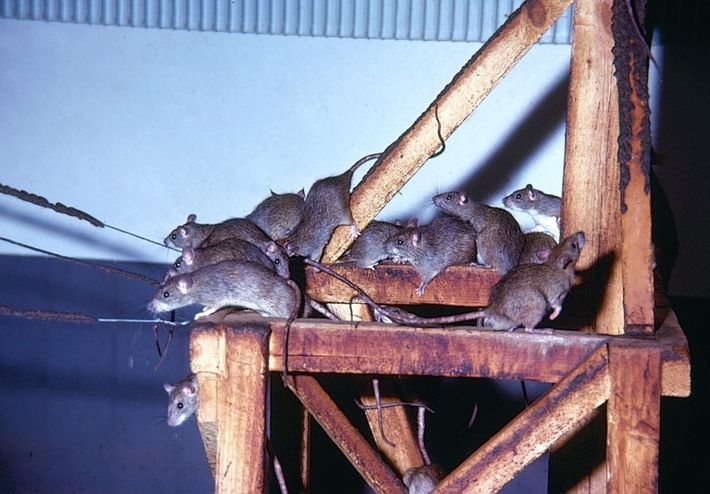 Rattenarten in Deutschland Anticimex