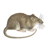 Ratten (Rattus)