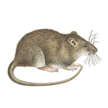 Schädlinge bestimmen - Ratten
