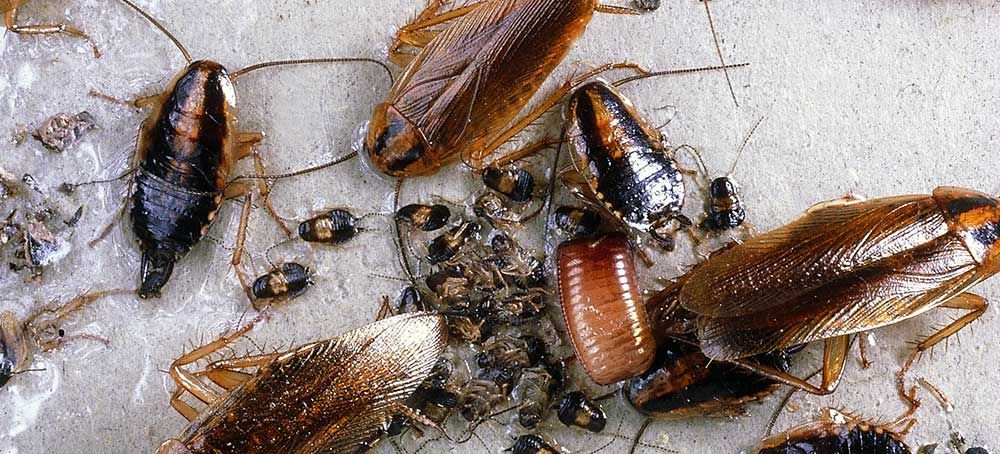Kakerlaken und Schabenarten