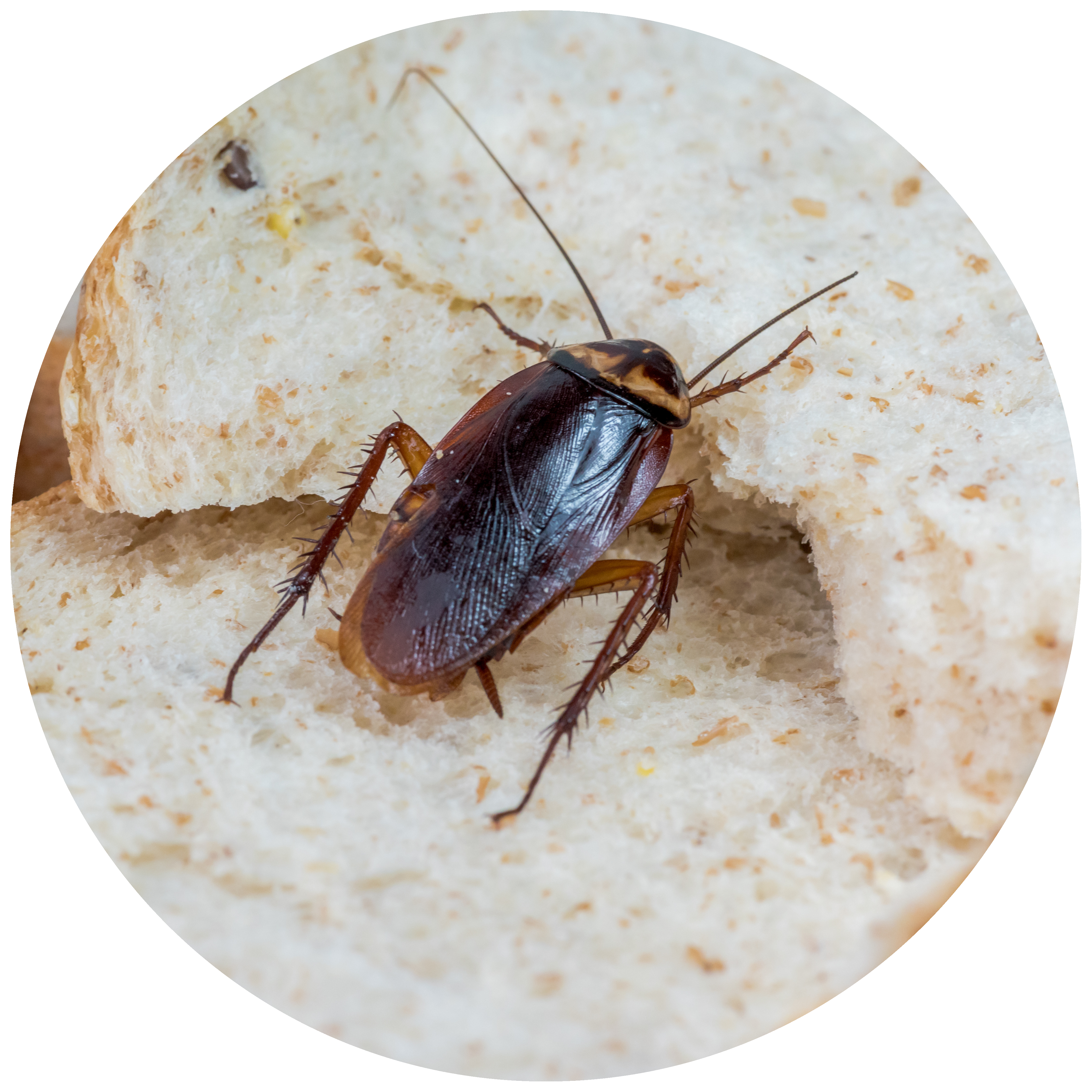 kakerlaken in deutschland