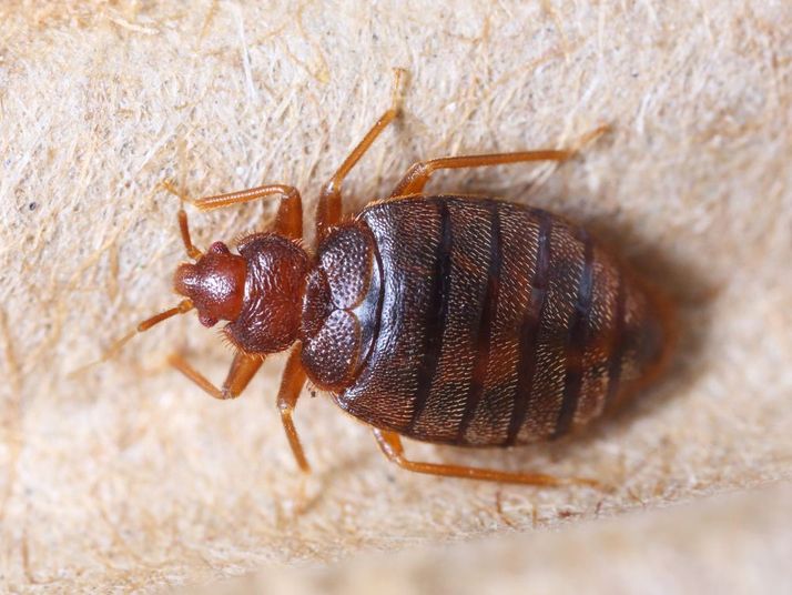 Thermische Behandlung von Bettwanzen mit einem Hitzezelt