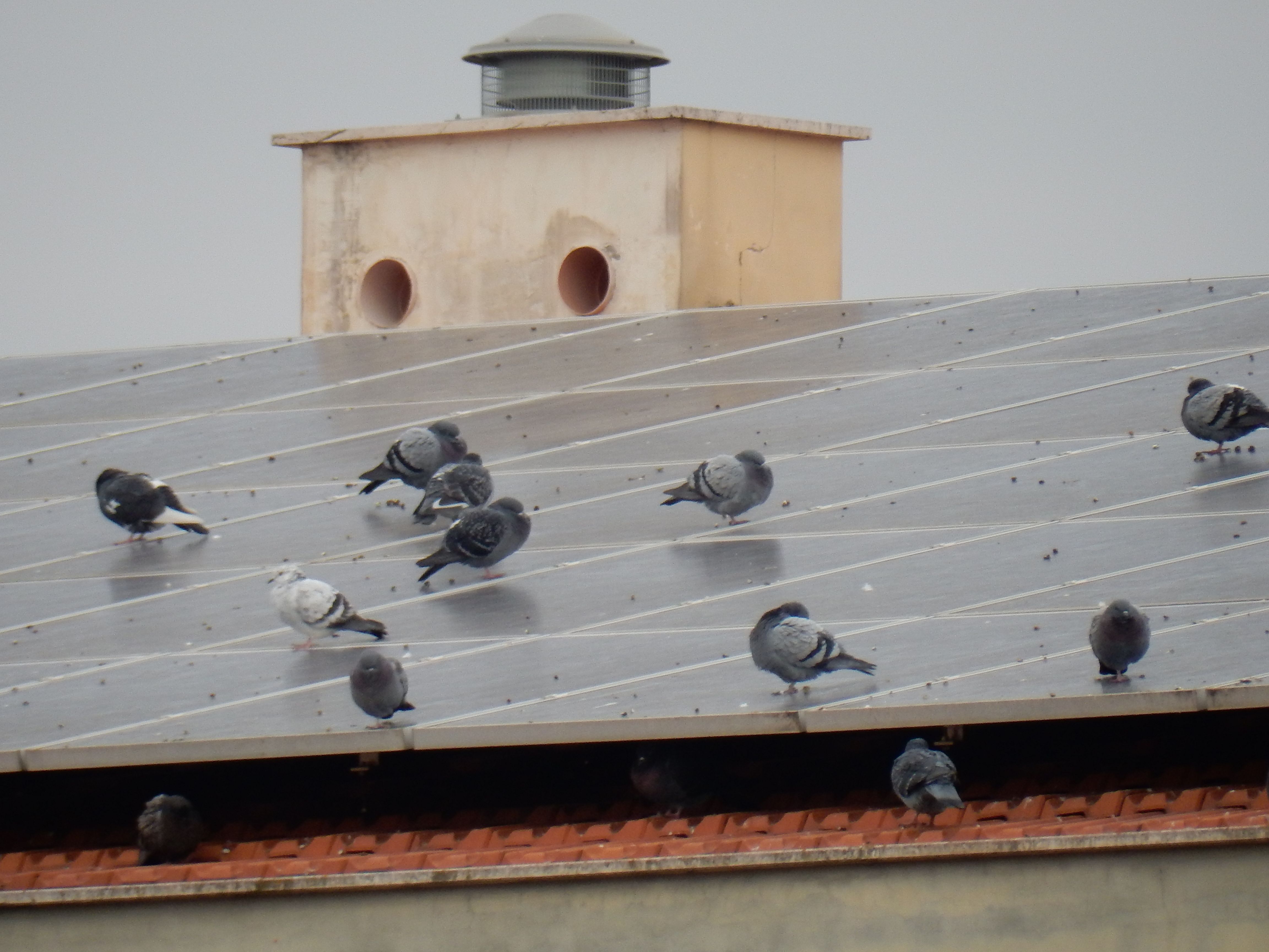 Tauben auf PV-Anlage