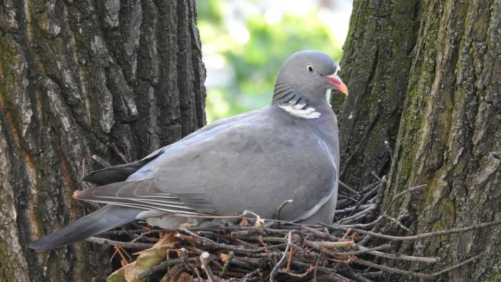 Tauben Nest im Baum 