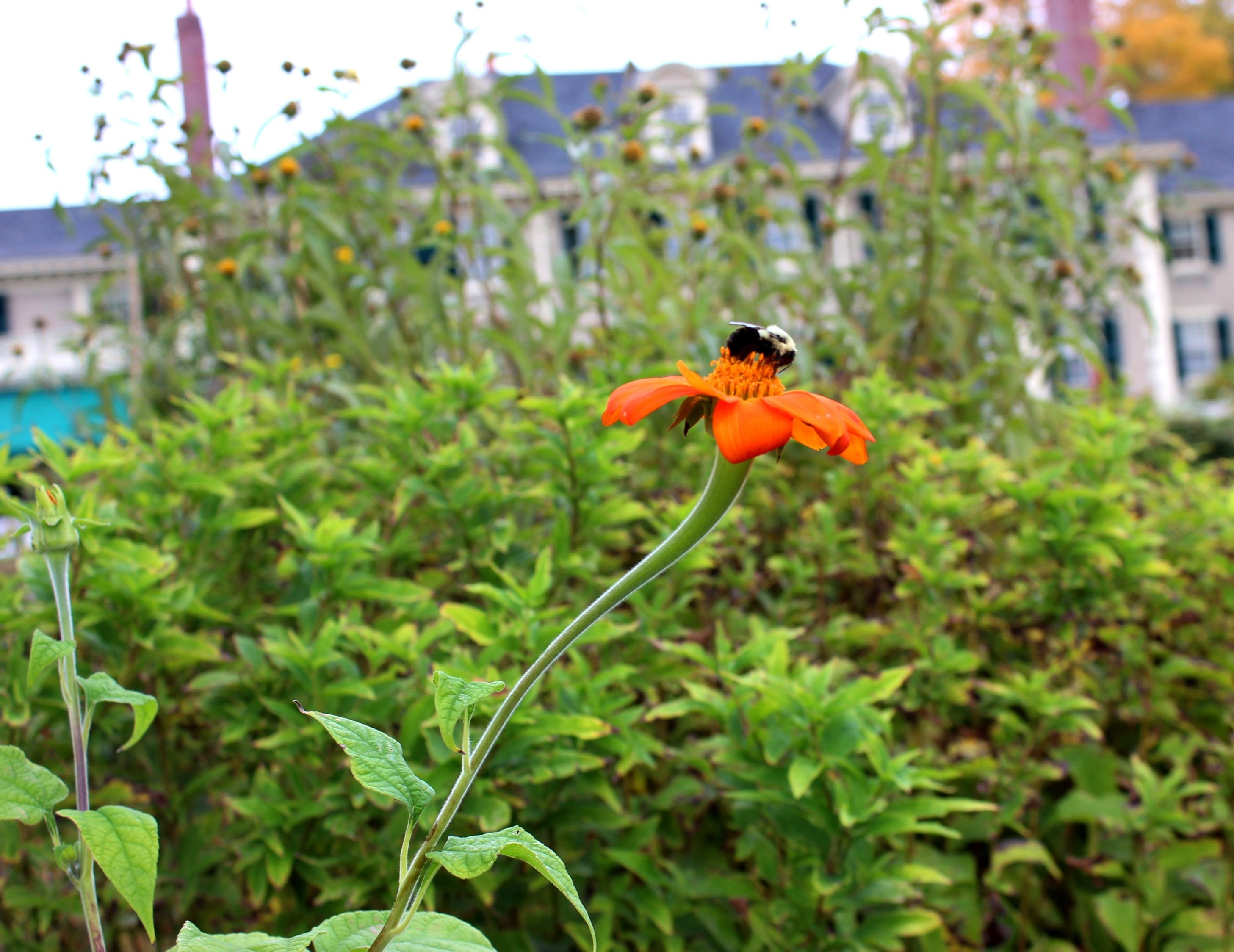 Anticimex Kammerjäger in Hilden