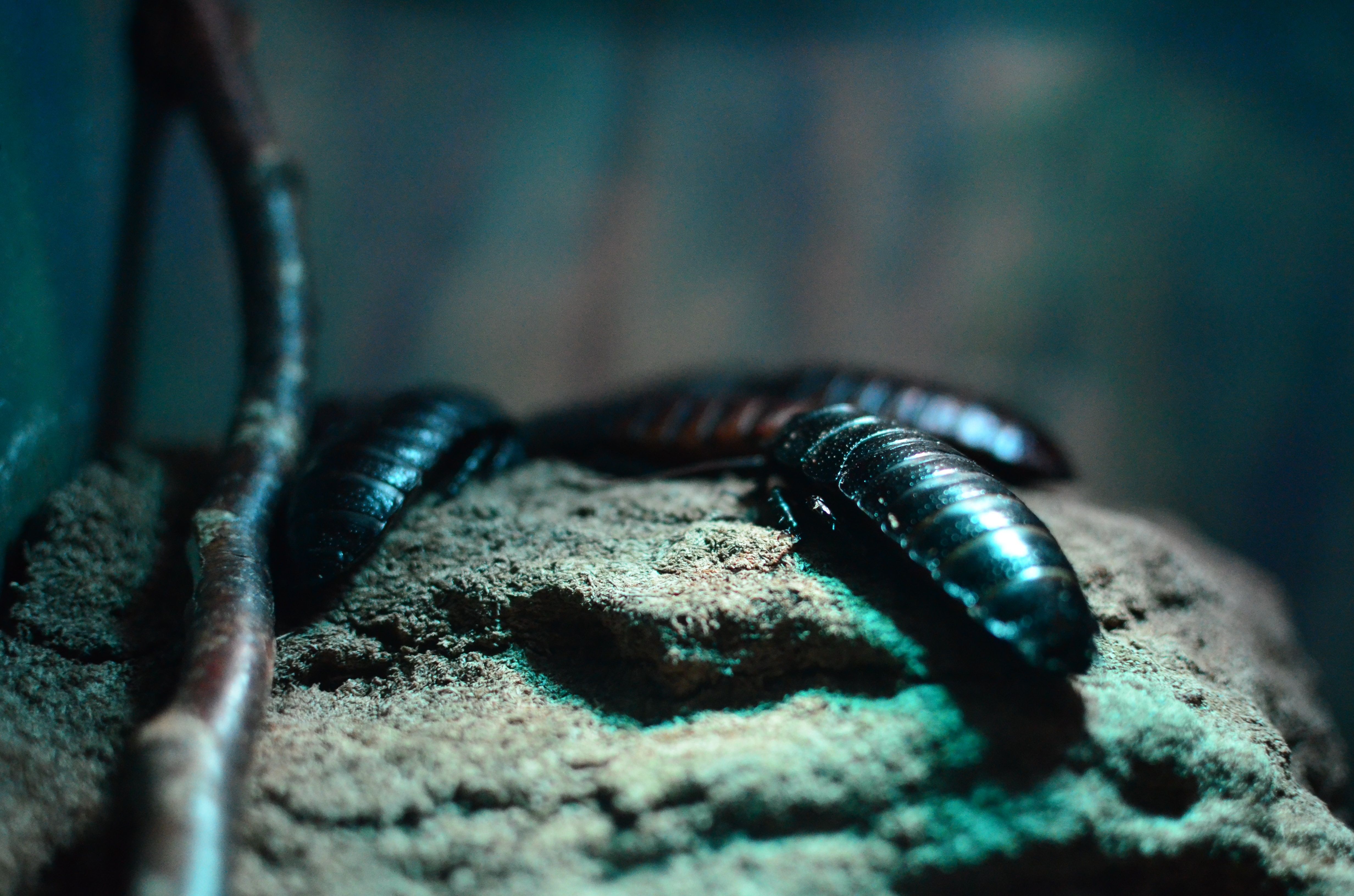 Die Orientalische Schabe (Blatta orientalis)