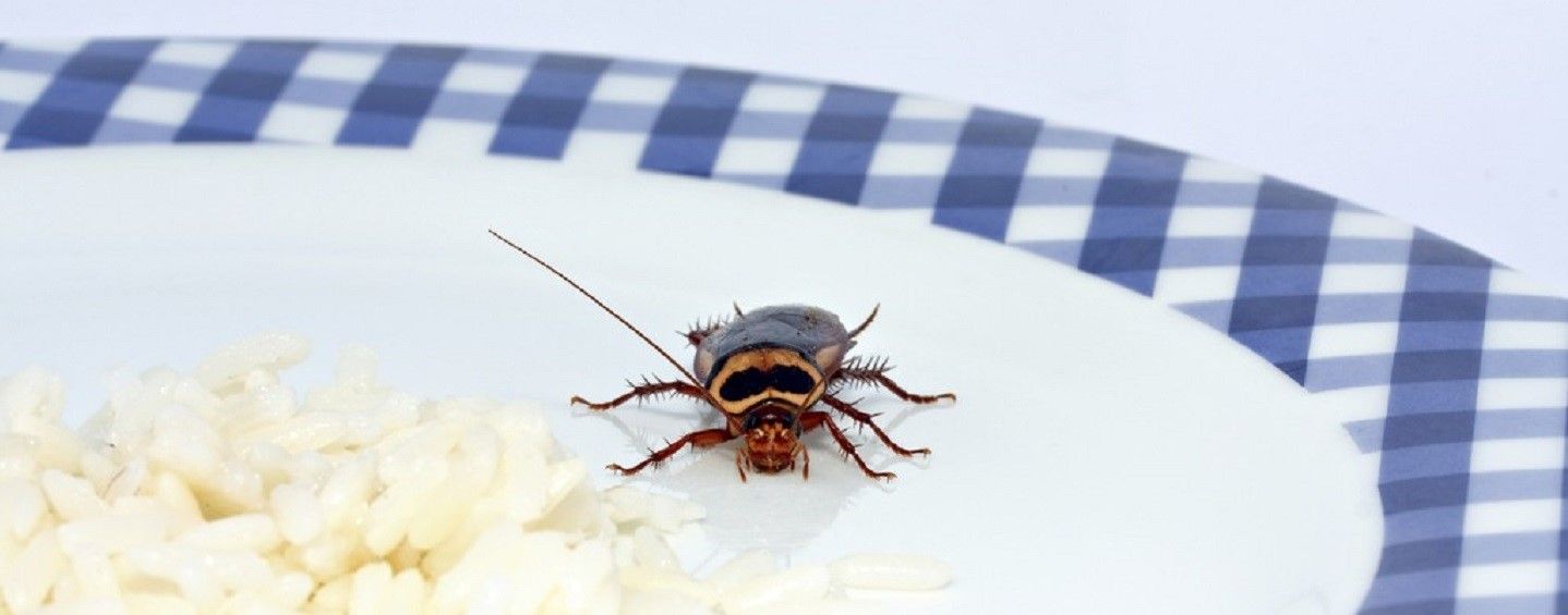 kakerlaken loswerden und verhindern