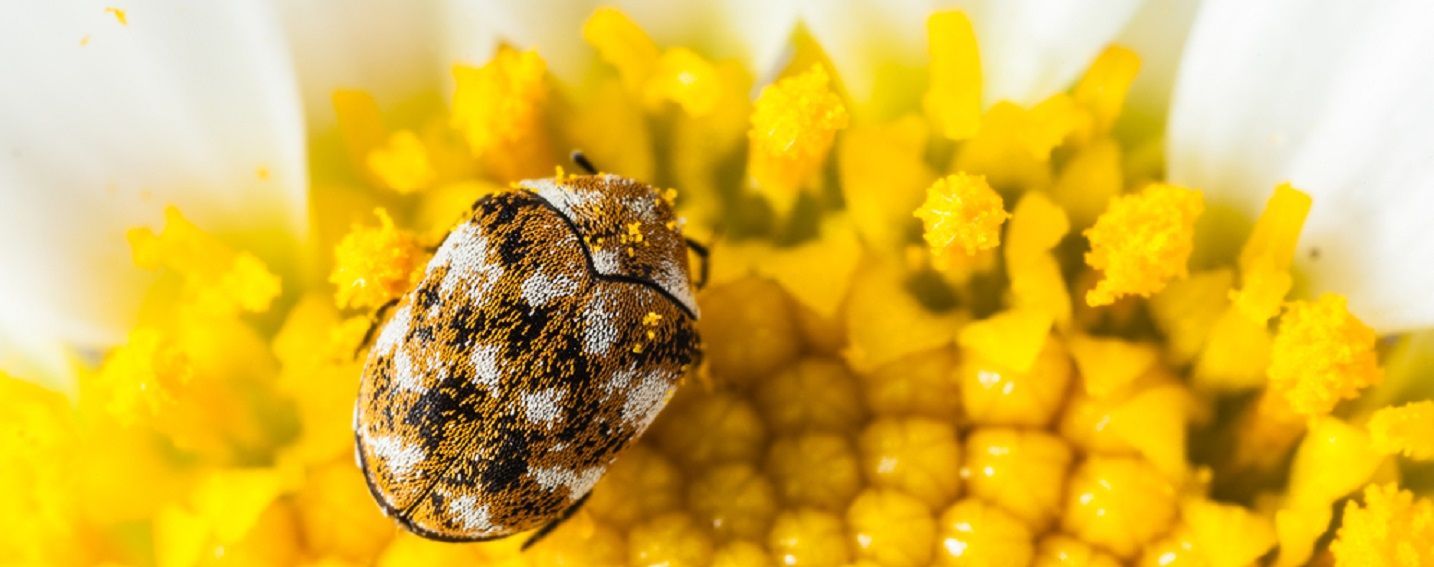 unterschied teppichkaefer bettwanze flohe milbe