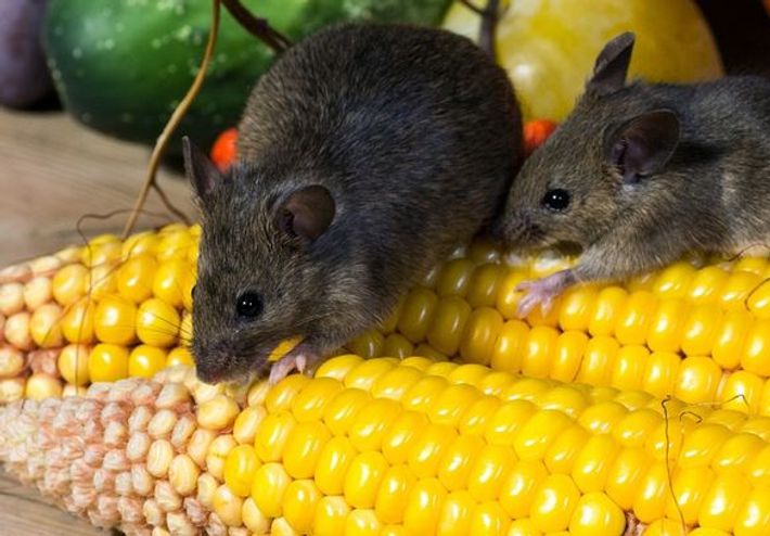 Ratten vs. Mäuse – Was ist der Unterschied? - Anticimex