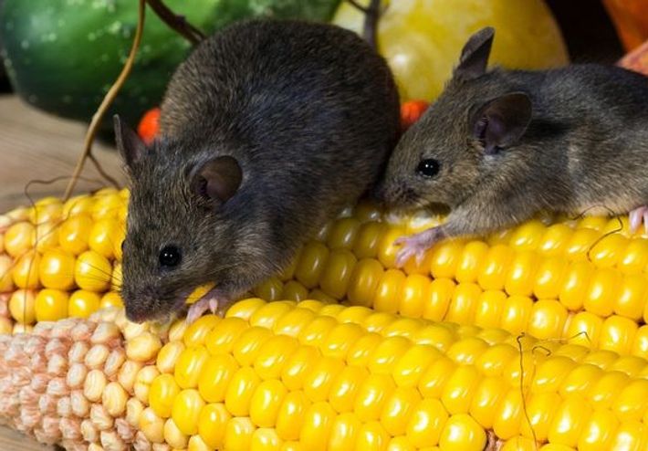Tully Ratten Ratten vs. Mäuse – Was ist der Unterschied? - Anticimex