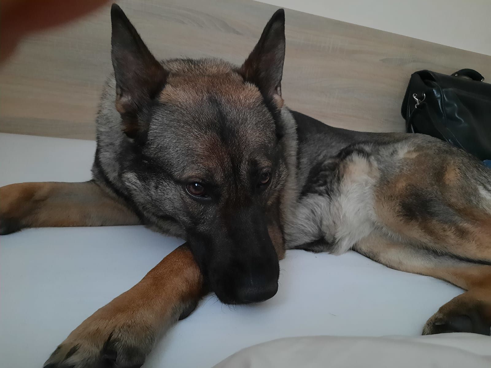 Bettwanzenspürhund Maya