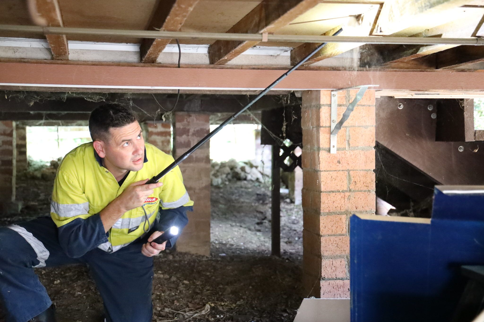 termite inspection basement flick australia