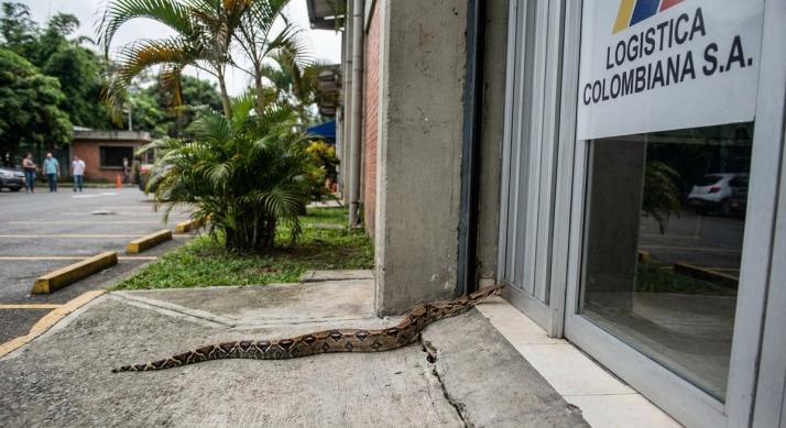 columnbian snake entering building
