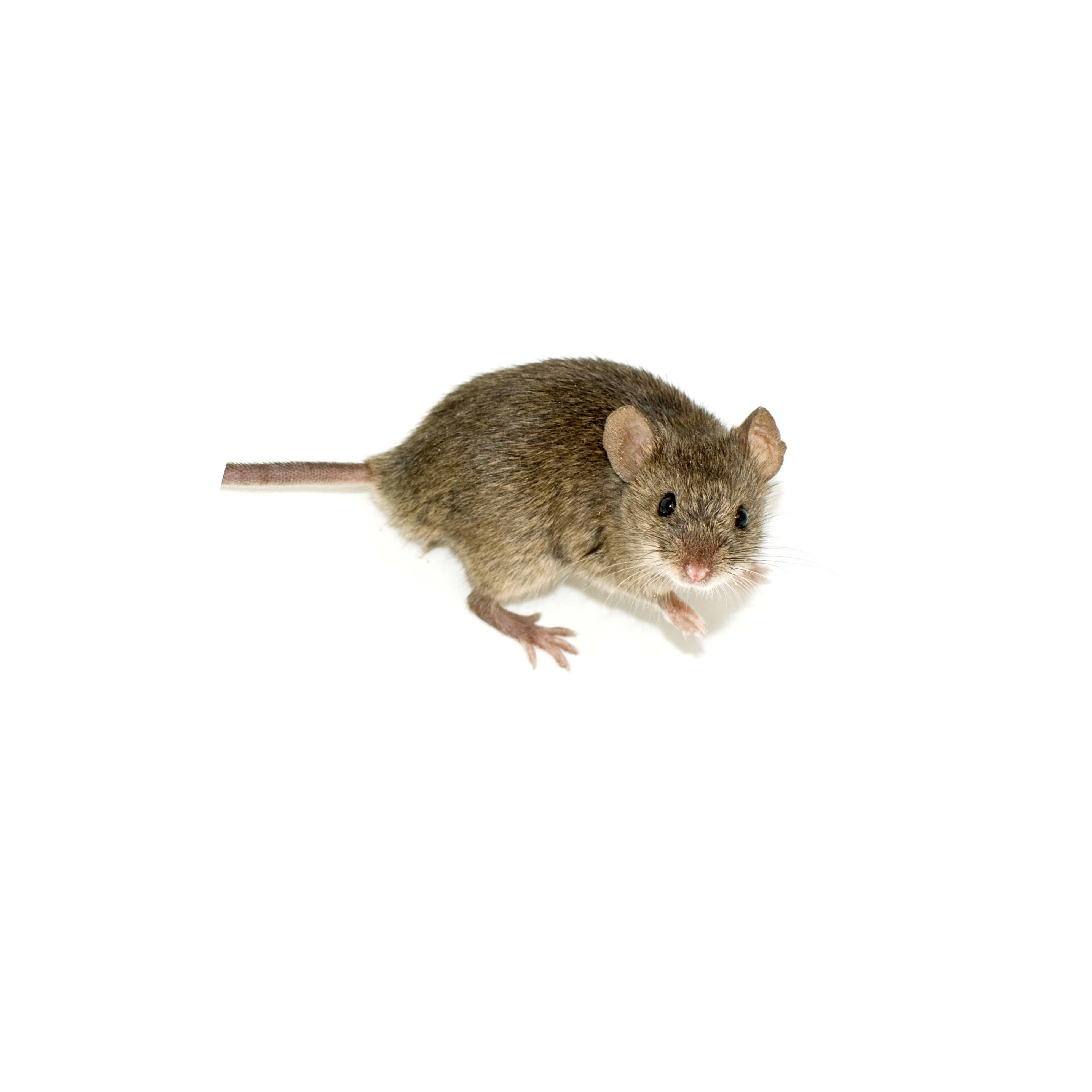 topo domestico