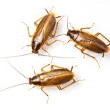 come sbarazzarsi delle blatte germaniche