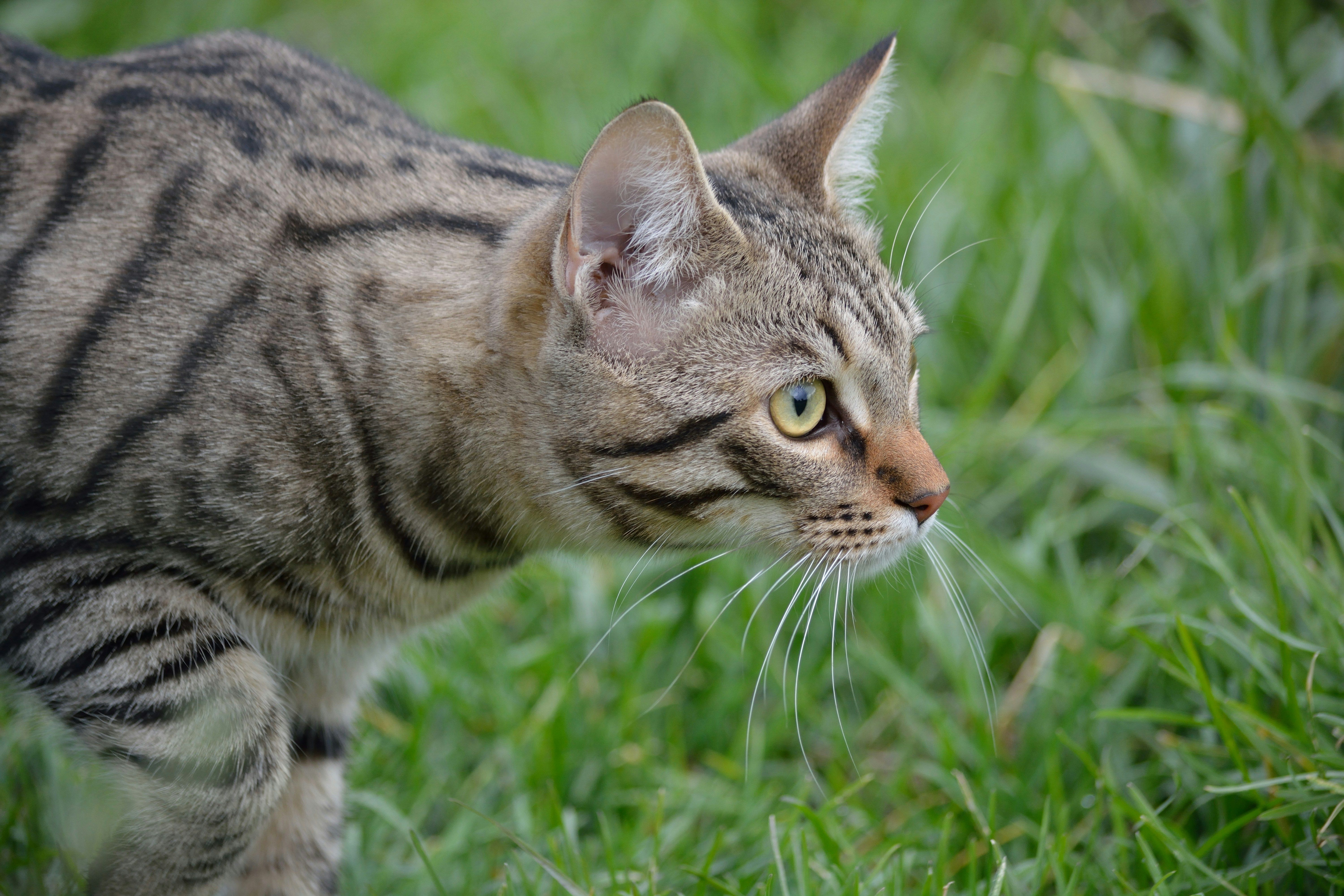 gatto a caccia di un topo