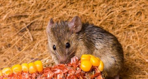 riconoscere infestazione topi
