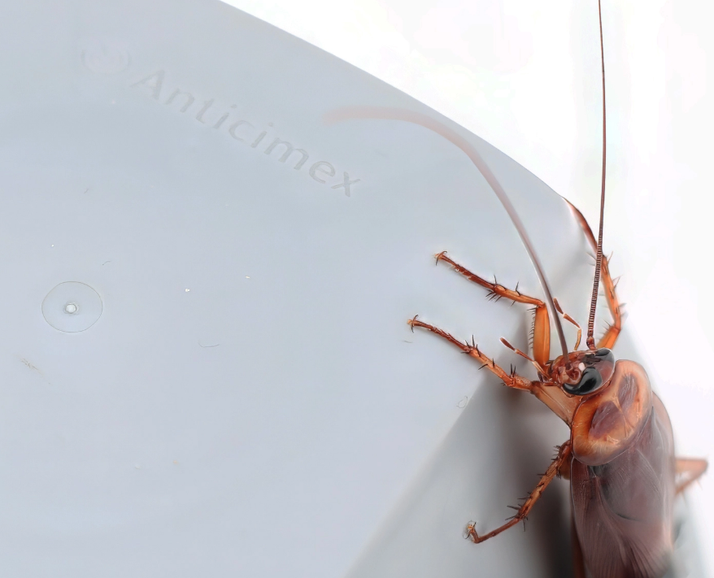 trappola per scarafaggi Anticimex