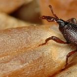 immagini archiviate del prodotto con insetti (tonchi)