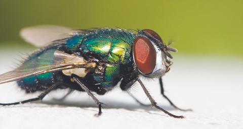 Disinfestazione mosche e insetti - Anticimex - Anticimex