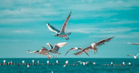 deterrente per i gabbiani