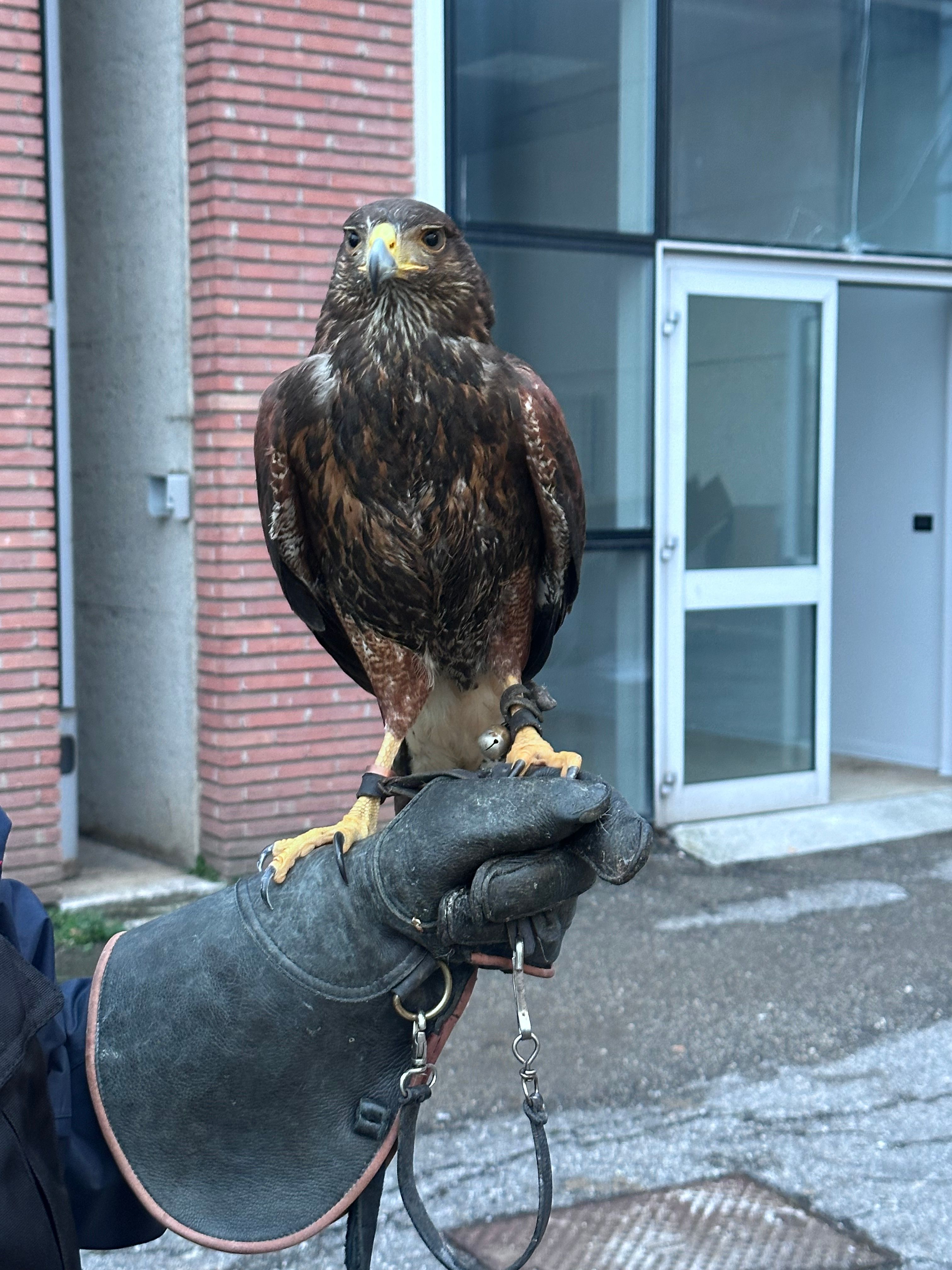 rapace per falconeria
