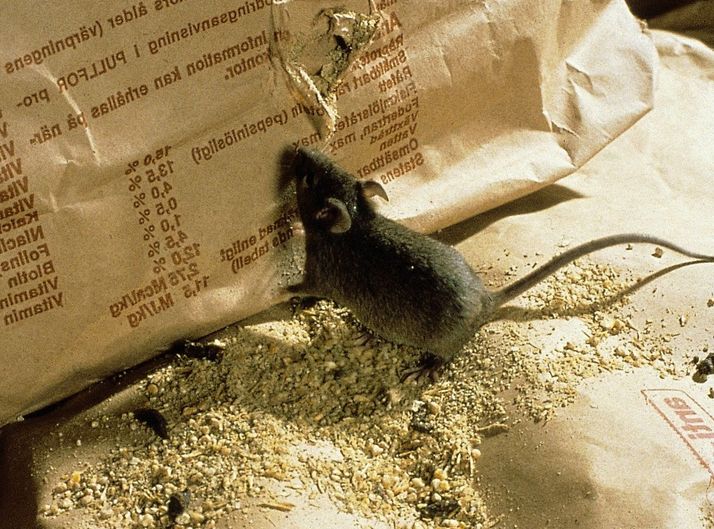 danni da rosicchiamento dei topi ai cereali