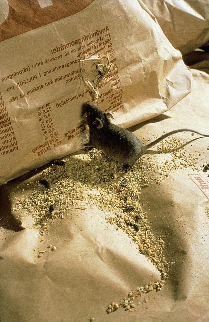 danni da rosicchiamento dei topi ai cereali