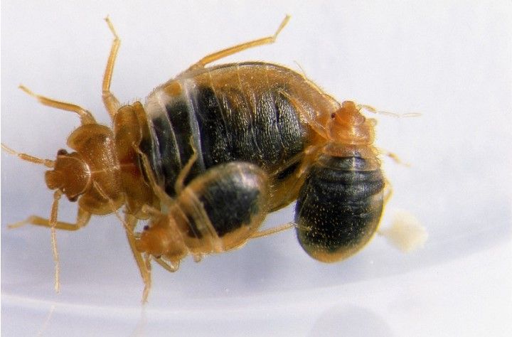 Che aspetto ha una cimice dei letti