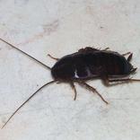 blatta nera