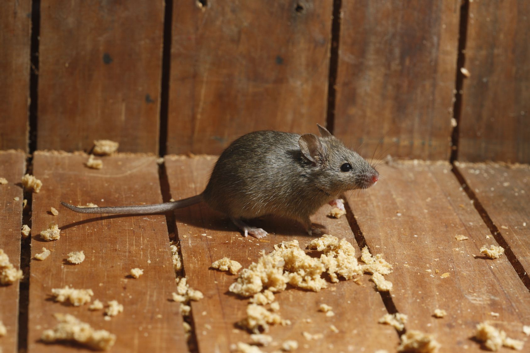 10 x ratti ratti caso rientrano il faggio con legno sdraietta 