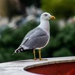 deterrente per i gabbiani