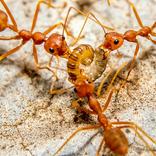 immagine formica faraone