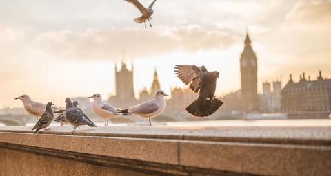 specie comuni di uccelli