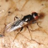 mosca del formaggio