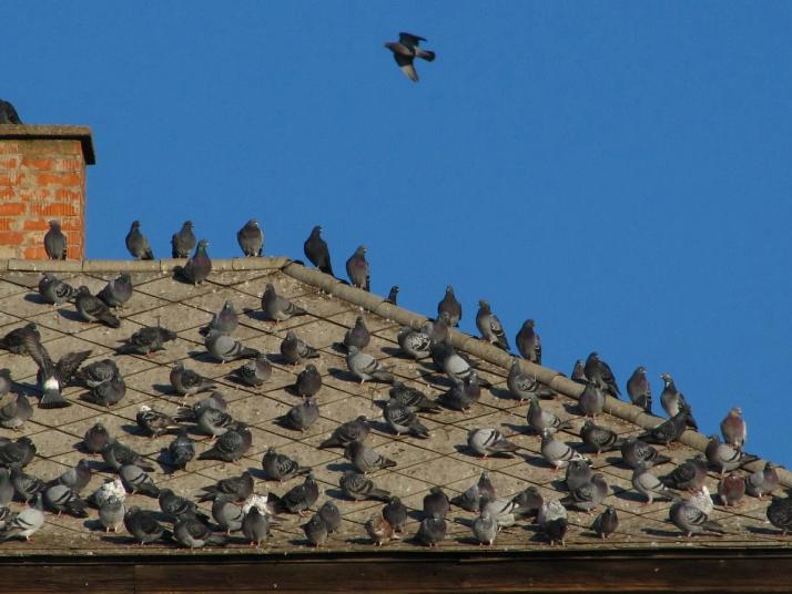 Controllo dei volatili da stormo di piccioni