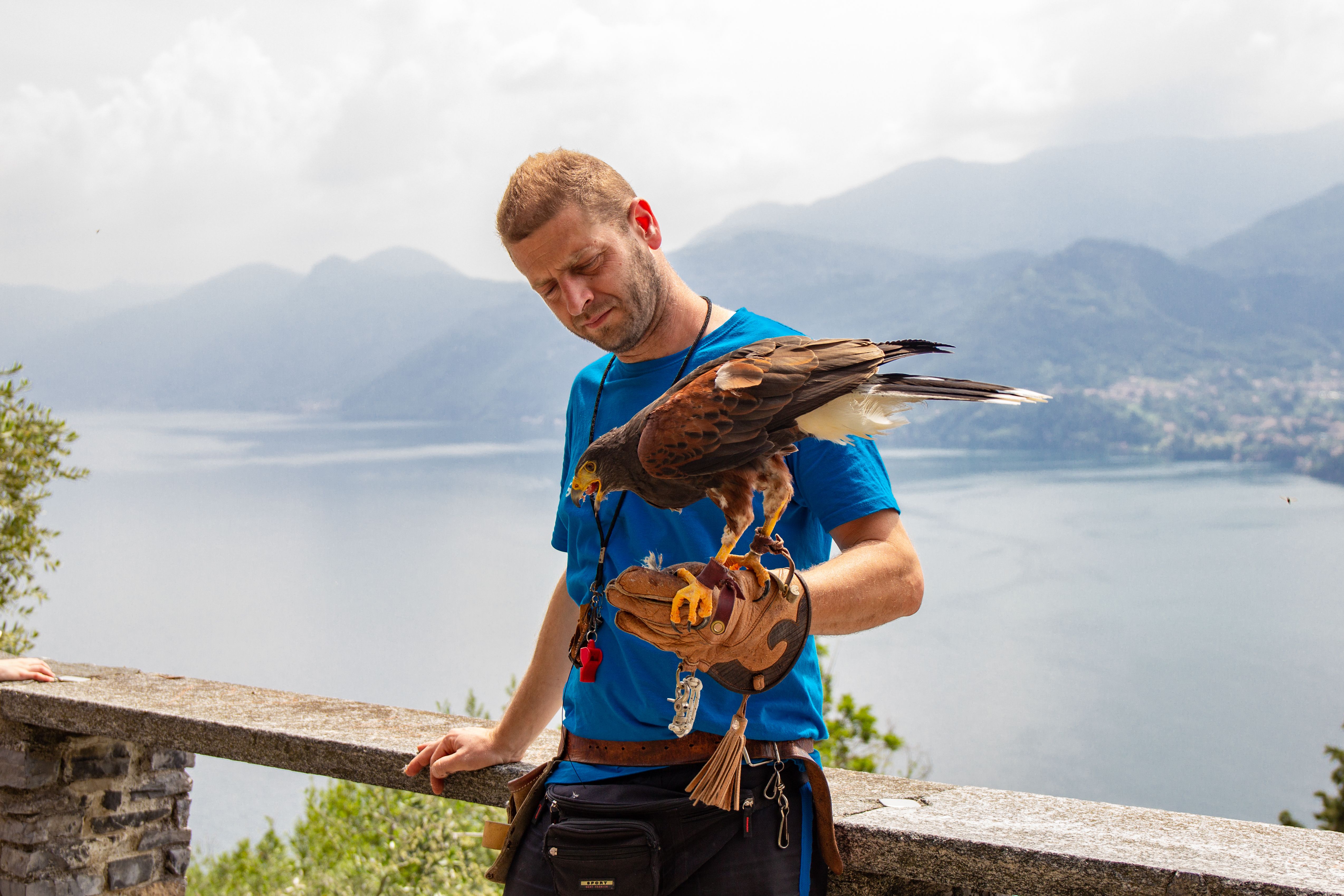 falconiere con rapace