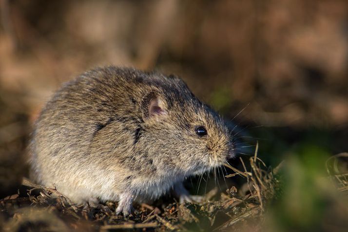 Arvicole (Microtus spp.)