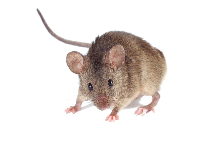 Riconoscere il topo comune