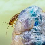 come liberarsi delle blatte americane