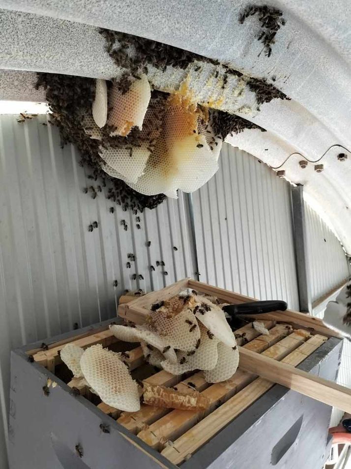 A large natural beehive hangs from a corrugated metal ceiling, with loose honeycomb and bees on top of a hive box below.