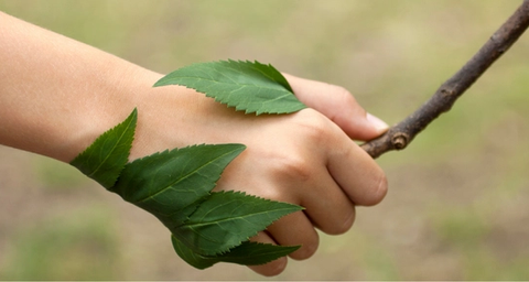 ecosostenibile